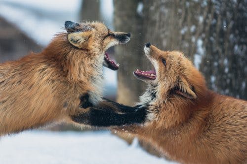toxic-relationship-foxes-fighting