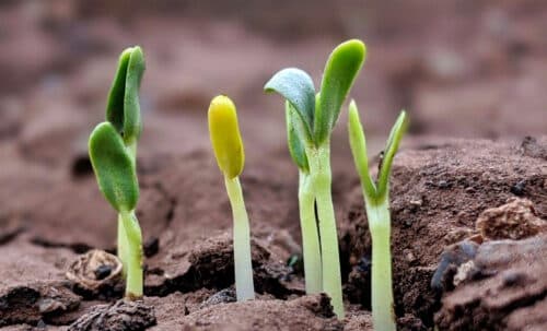 How “Post-Traumatic Growth” Applies To A Healthy Workforce