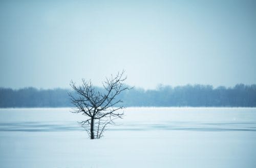 Lone-tree-winter-image-of-depression-for-new-collection