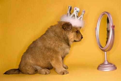 puppy-mirror-narcissism-recovery
