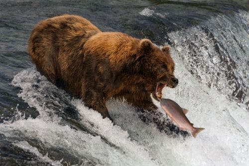 bear-catching-fish-nick-dale-self-care-for-men