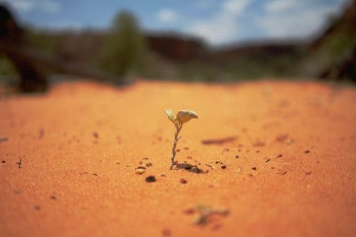 heal-from-trauma-plant-sprouting-from-desert