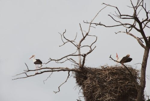 empty-nest-supportiv-two-birds