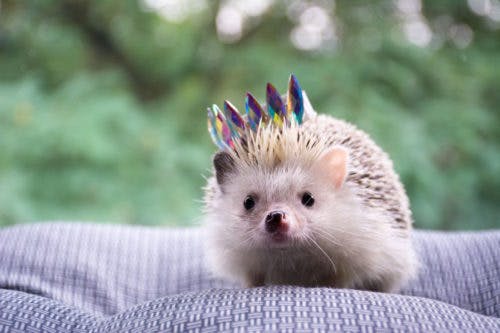 hedgehog-crown-cute-favoritism-shown-to-a-relative