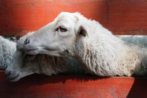 lambs-trauma-bonding-lamb-taken-advantage-of-manipulated