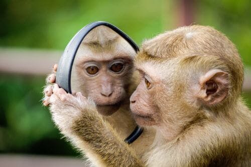 monkey-mirror-identity-crisis-supportiv