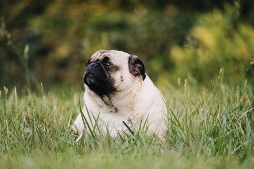 sad-wistful-dog-recommend-therapy-care-how-to-help-supportiv-mental-wellness-pug