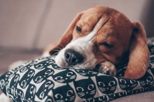 dog-half-asleep-anxiety-and-insomnia-sleep-issues-cycle